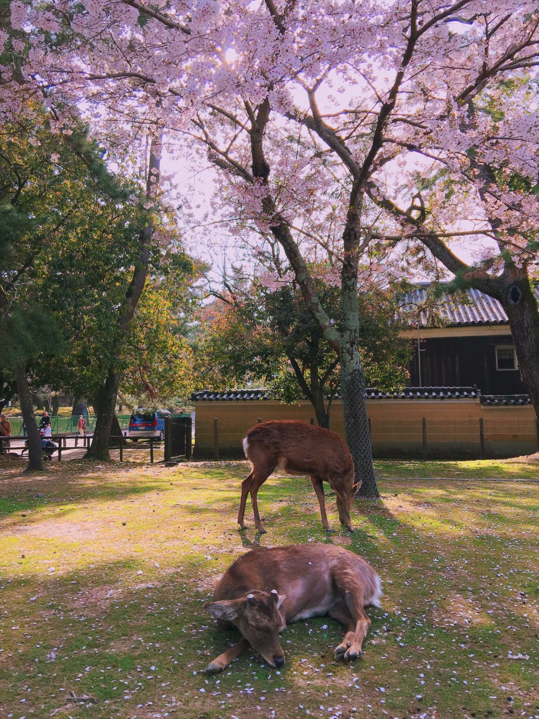 Sika Deer in Nara
