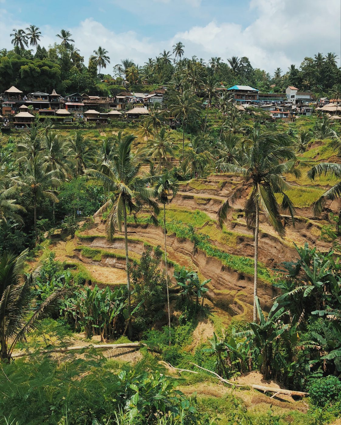 Tegallalang Rice Terrace