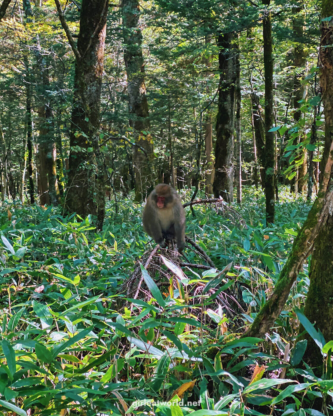 Japanese Macaque 