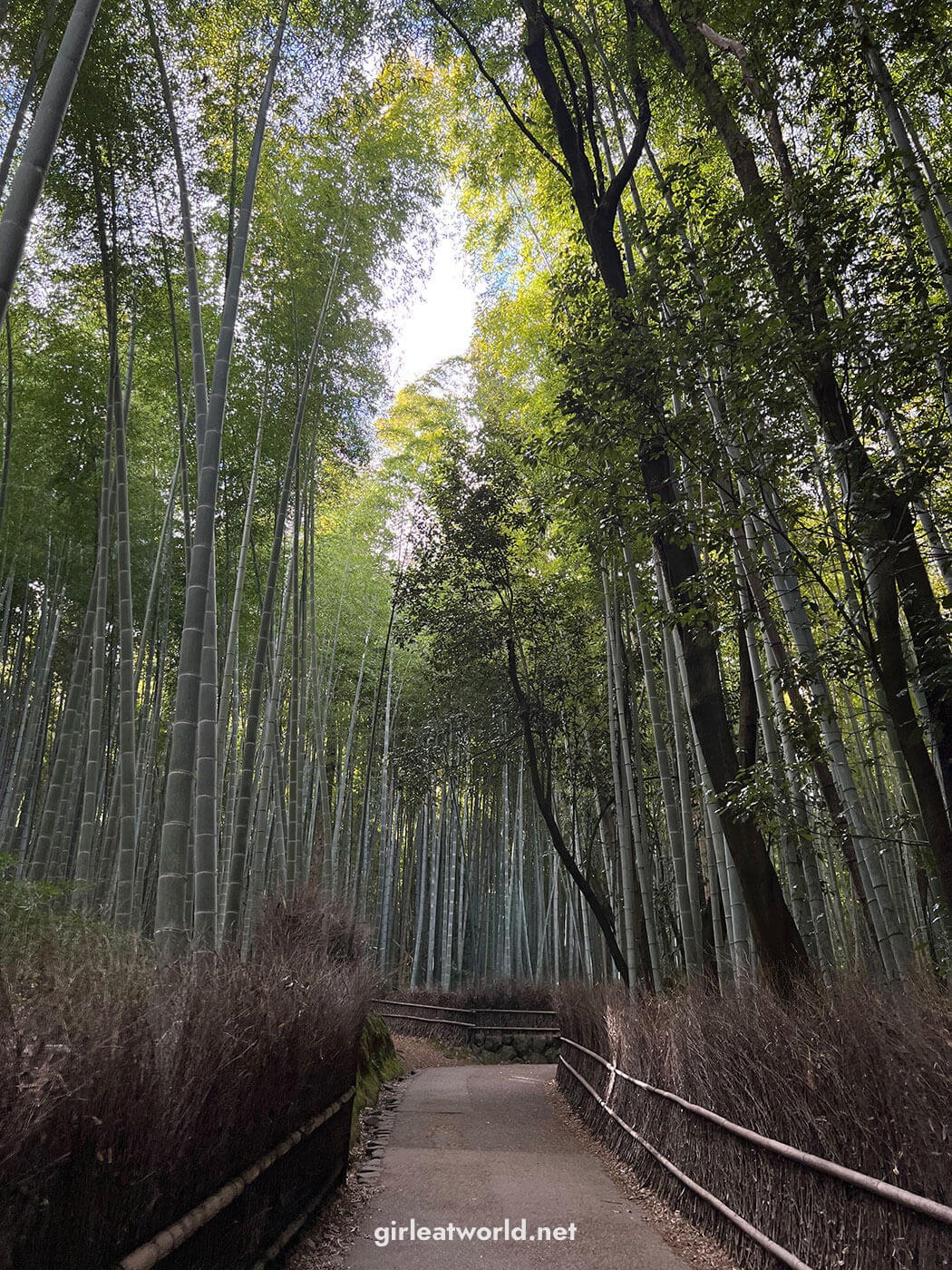 Arashiyama Bamboo Forest in Kyoto