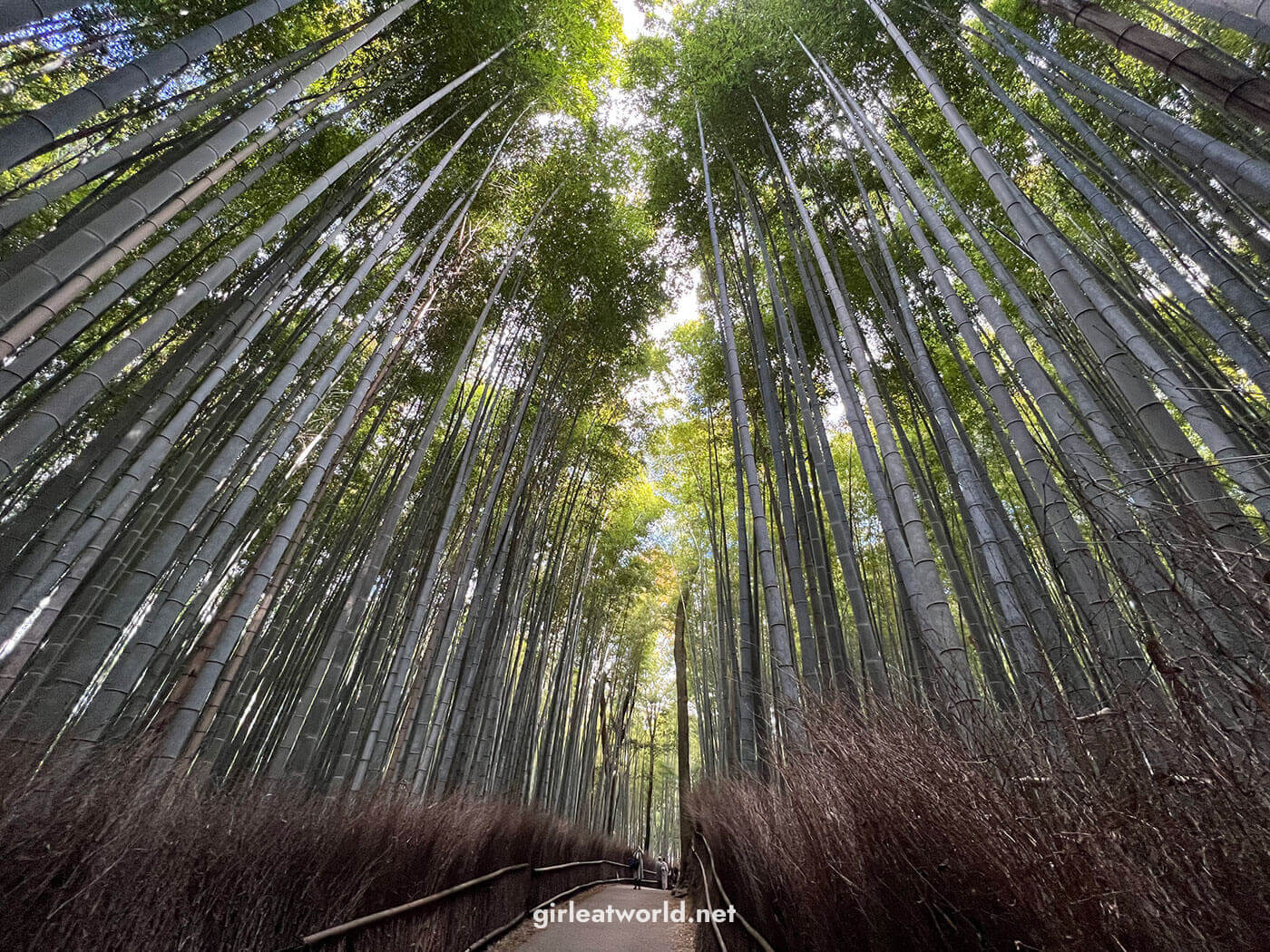 Arashiyama Bamboo Forest in Kyoto