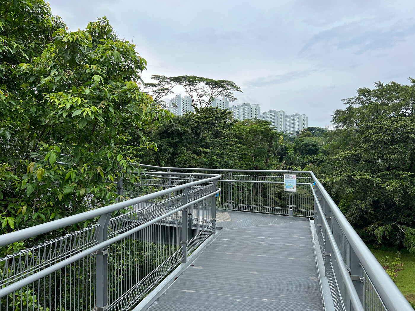 Singapore Forest Canopy