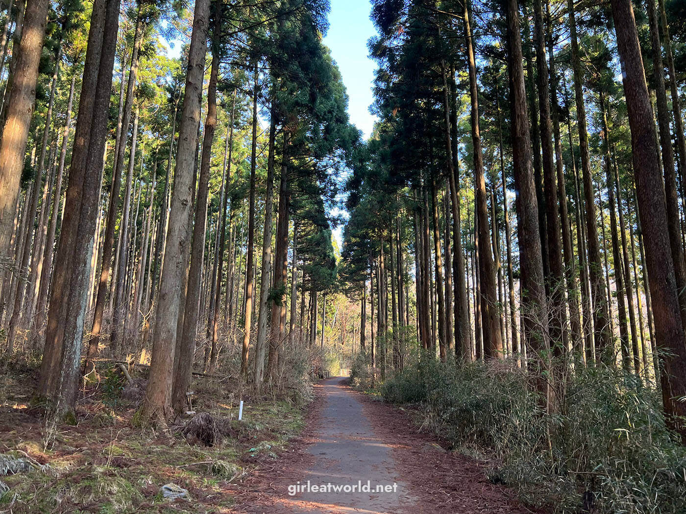 Hakone Travel Guide - Hakone Kuzuryu Forest