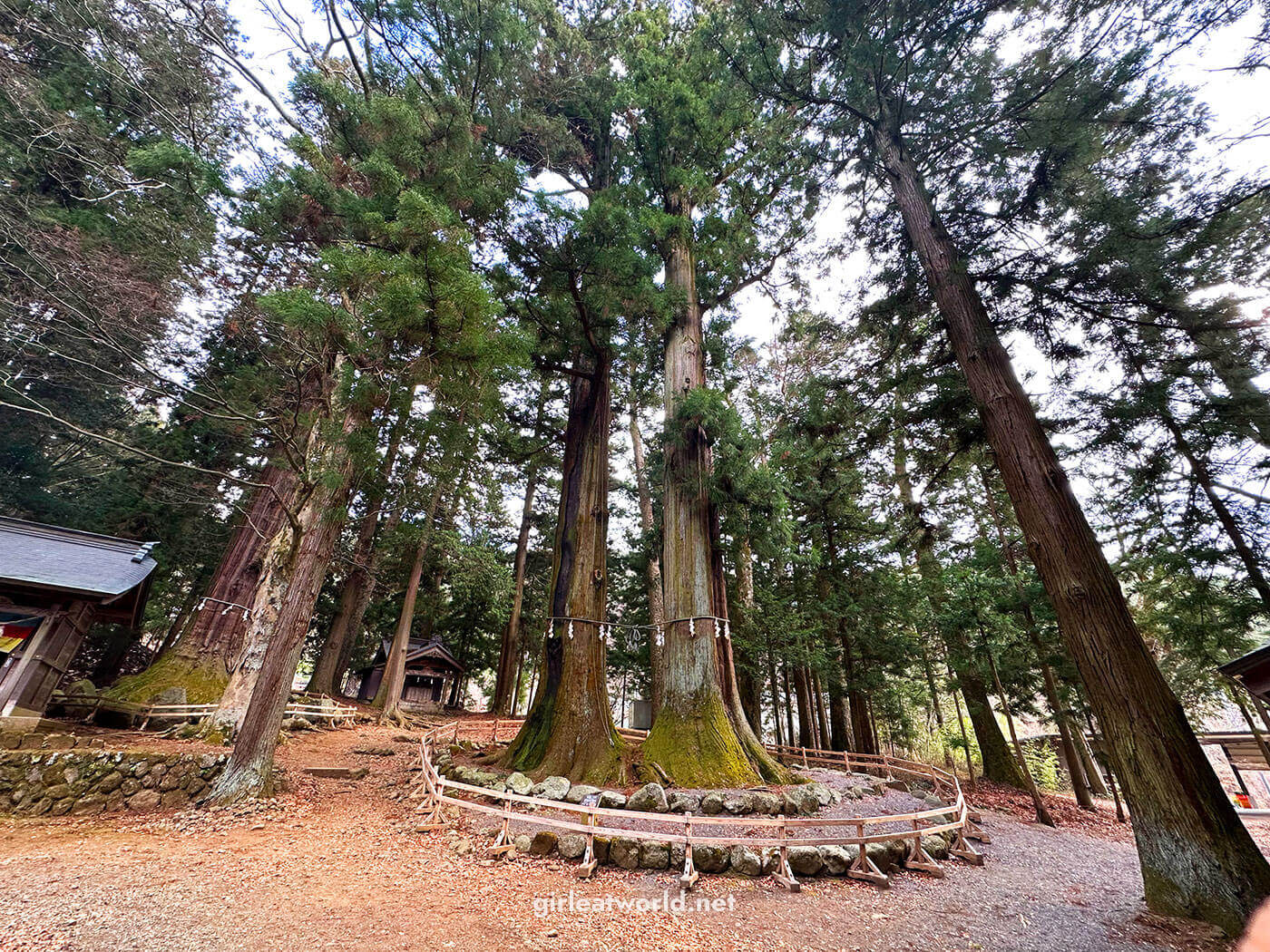 Giant Japanese cedar trees at Asama Shrine in Fuji Five Lakes