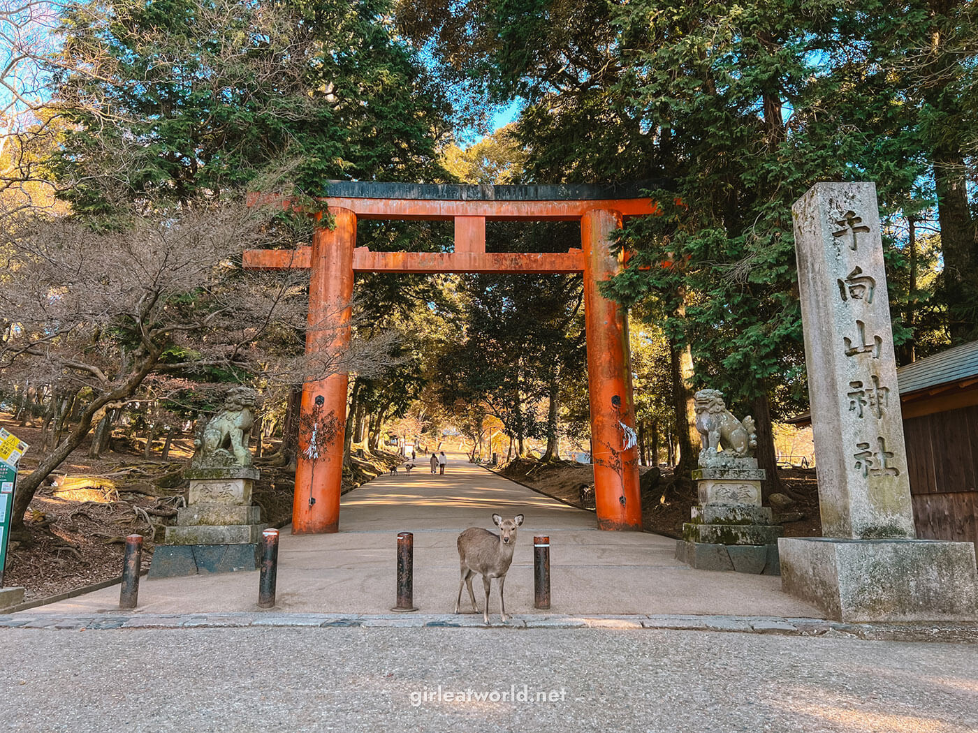 Nara Itinerary - Sika Deer in front of a red torii