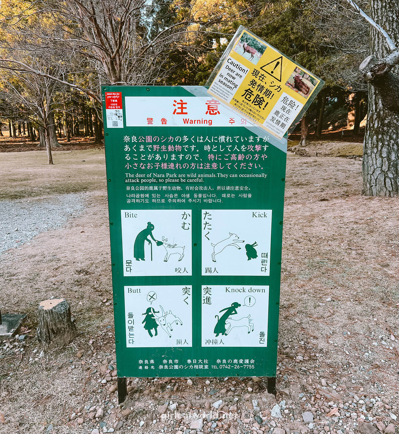 Nara Itinerary - how to behave around Sika deer