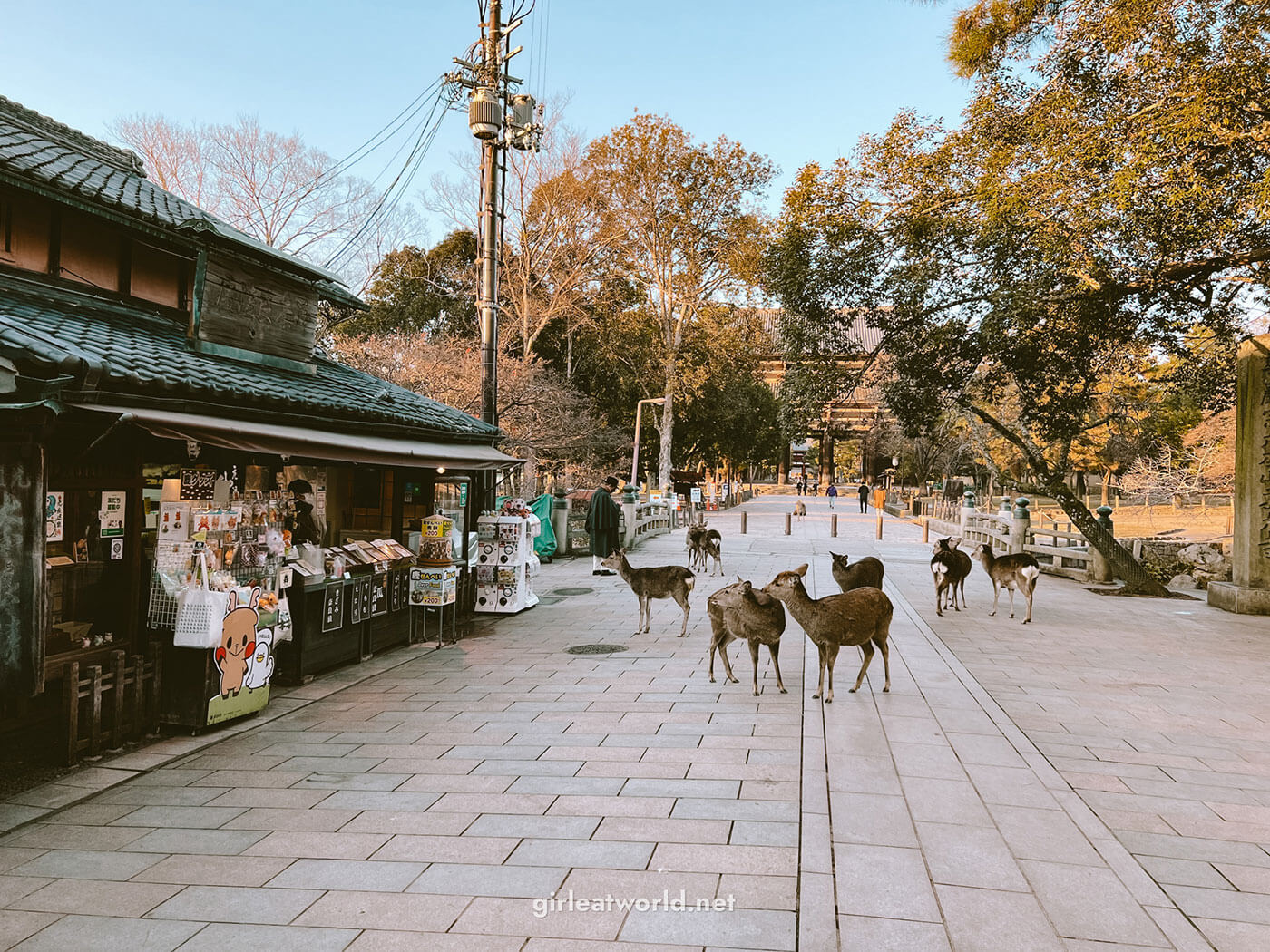 Nara Day Trip Itinerary Things to do in Nara Girl Eat World