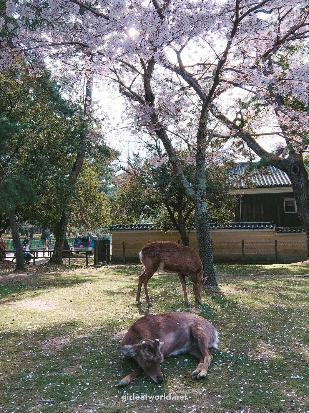 Nara Itinerary - Sika Deer