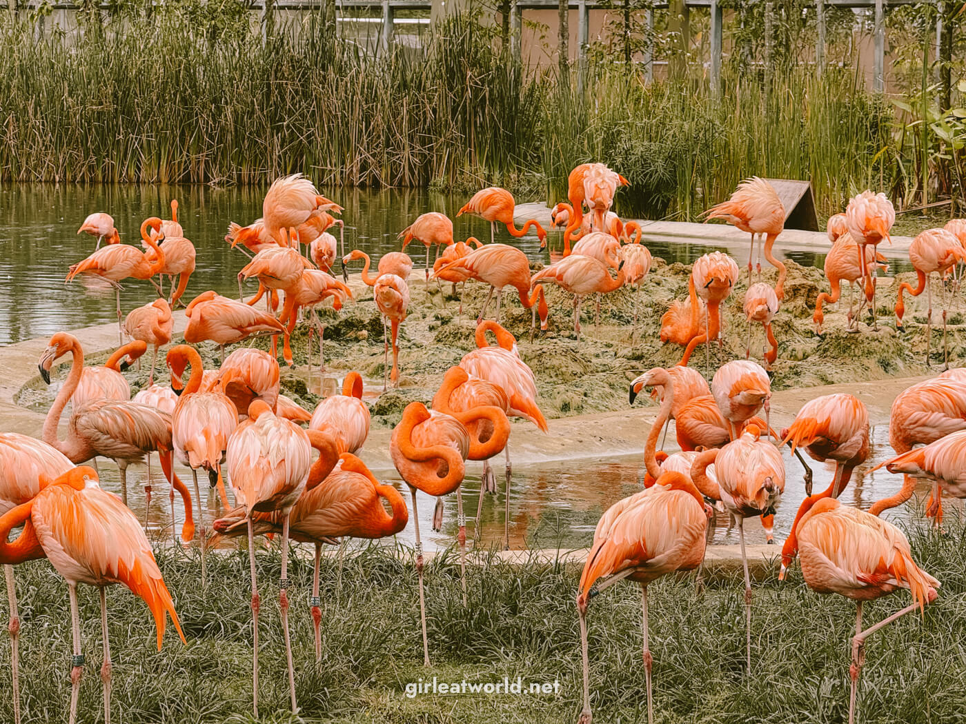 Mandai Wildlife Reserve: Bird Paradise