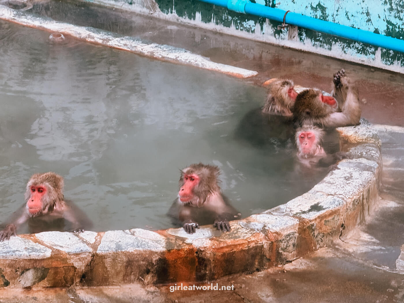 Japanese Macaque enjoying the onsen