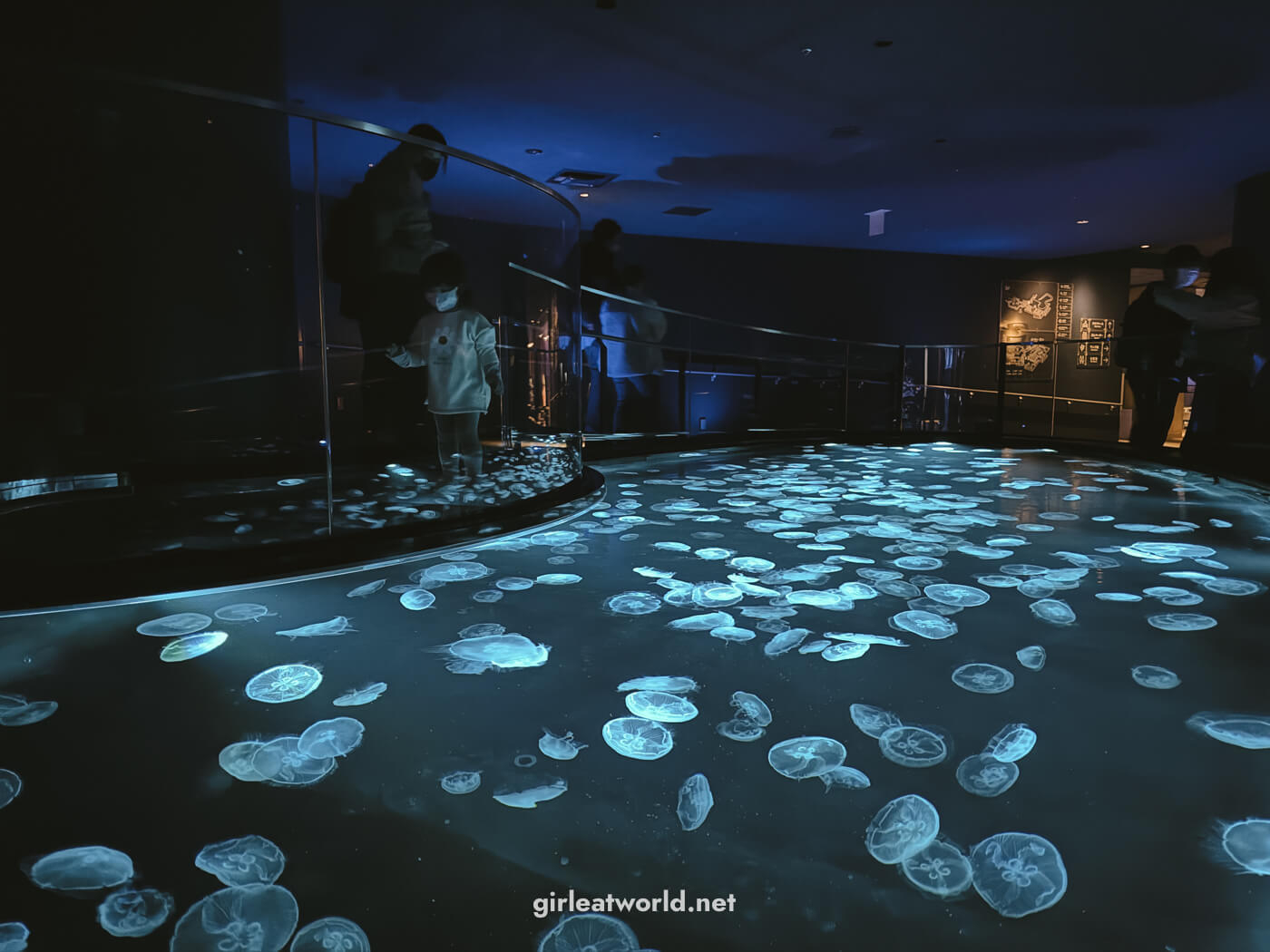 Jellyfish at Sumida Aquarium