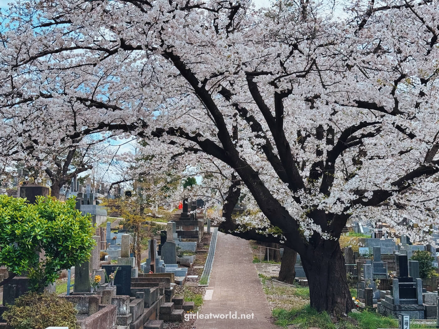 Sakura at Aoyama Cemetery