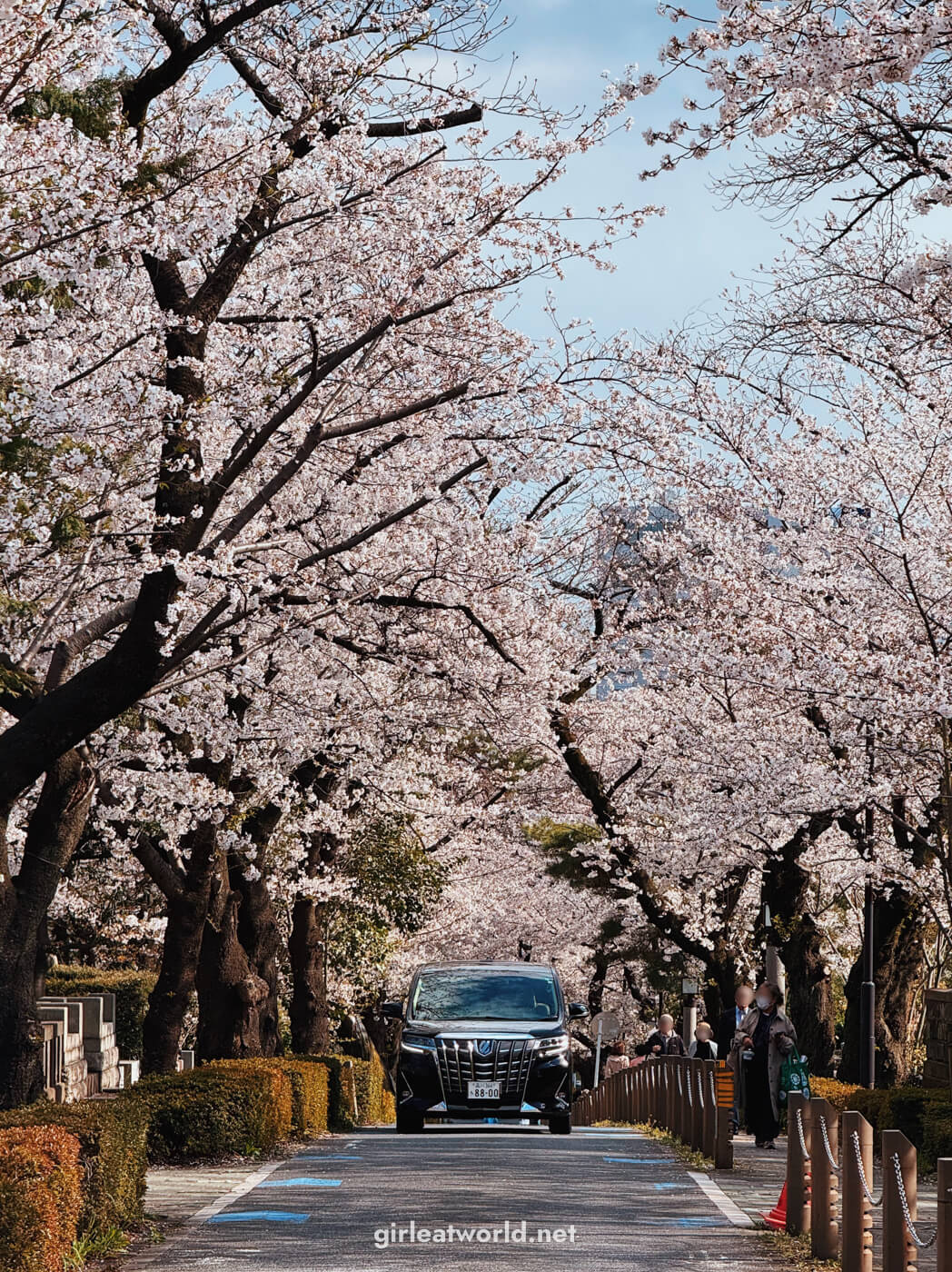 Sakura at Aoyama Cemetery