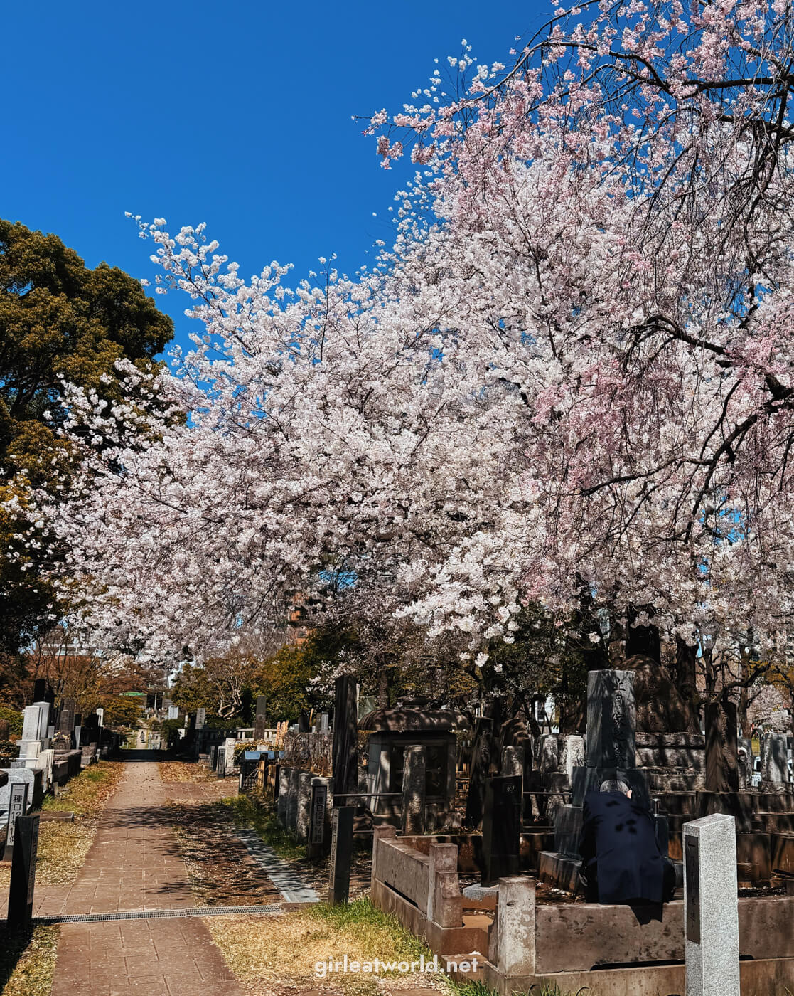 Sakura at Aoyama Cemetery