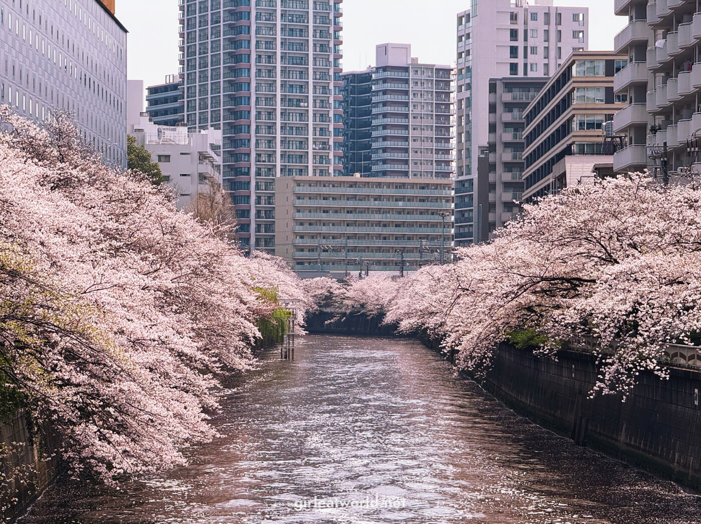 Sakura at Meguro River