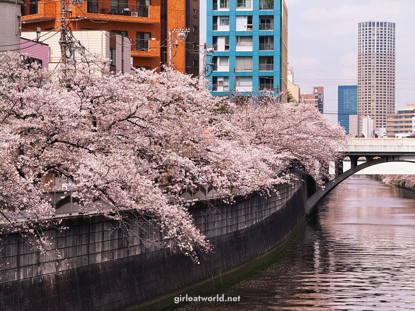 Sakura at Meguro River