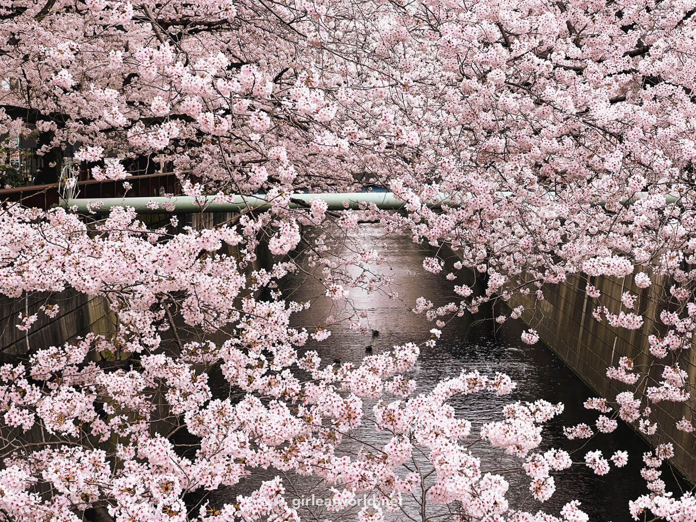 Sakura along Meguro River near Nakameguro