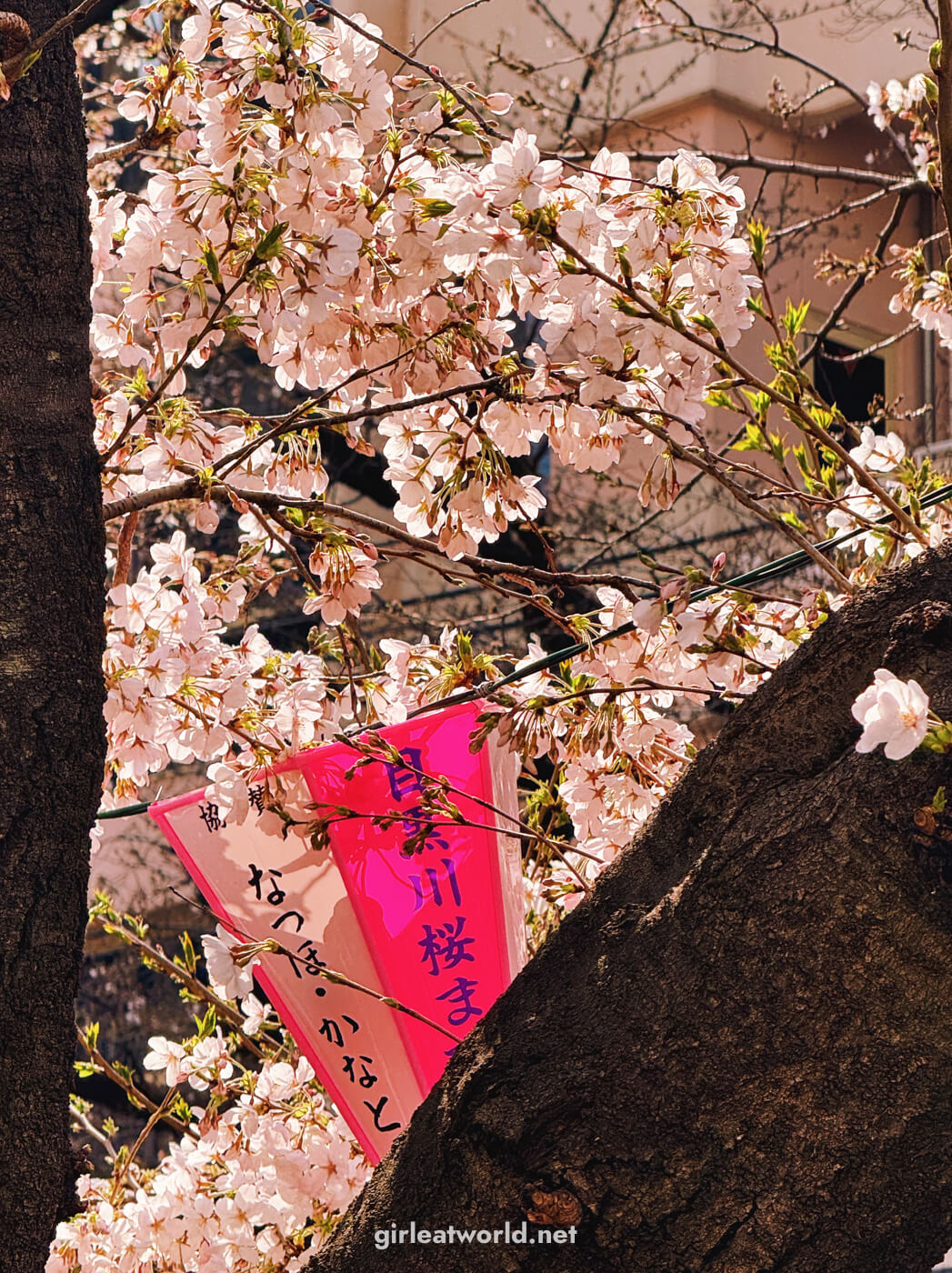Sakura along Meguro River near Nakameguro