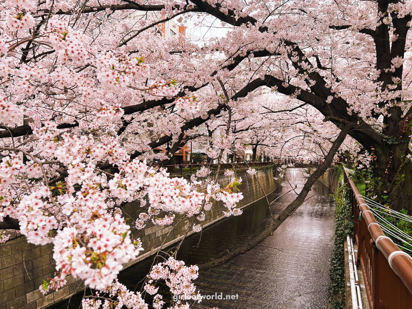 Sakura along Meguro River near Nakameguro