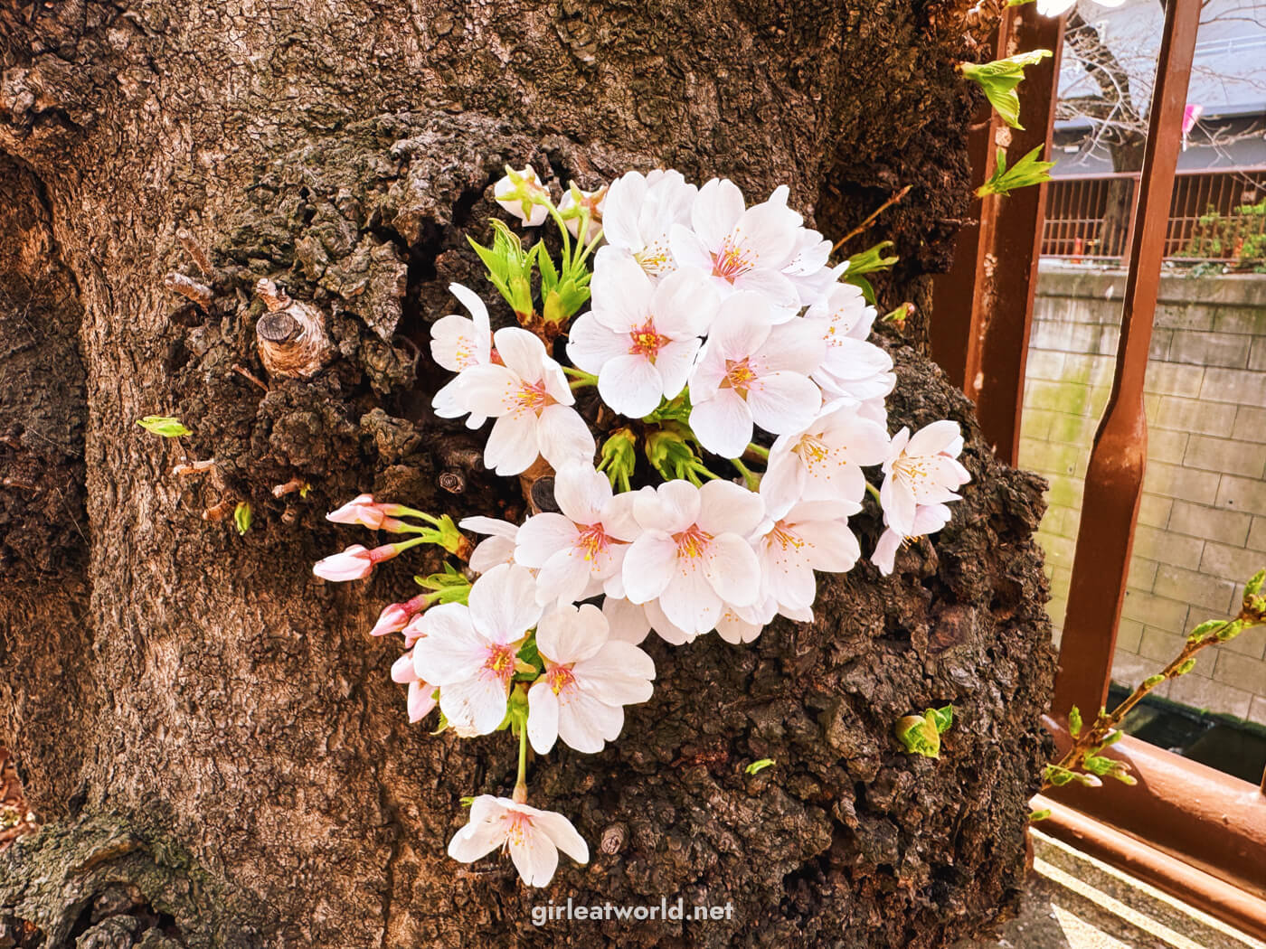 Sakura along Meguro River near Nakameguro