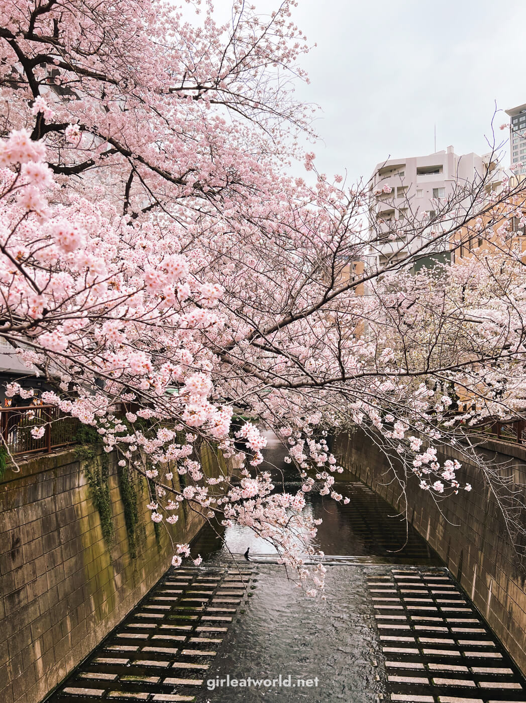 Sakura along Meguro River near Nakameguro