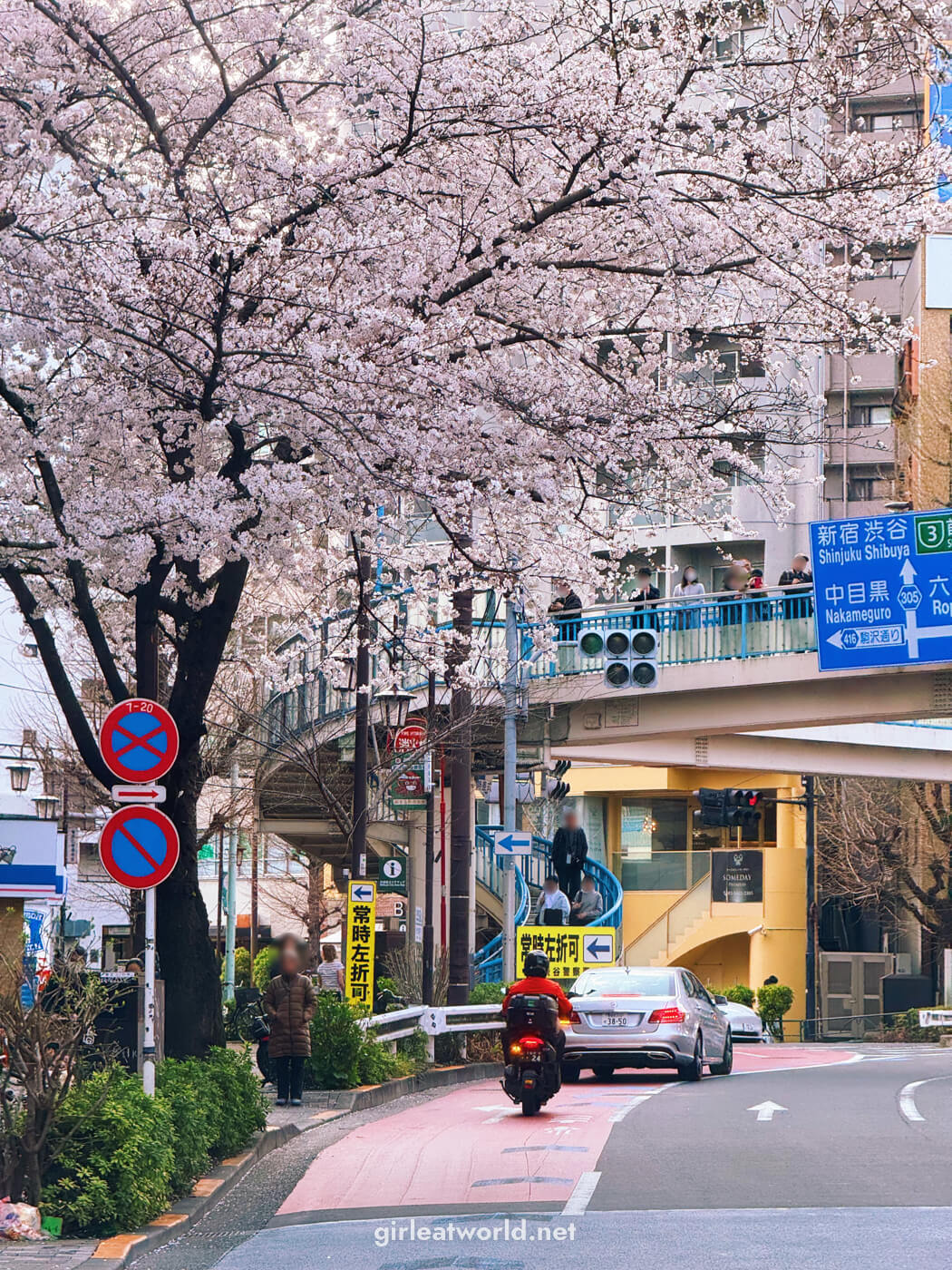 Sakura trees along Meiji-dori