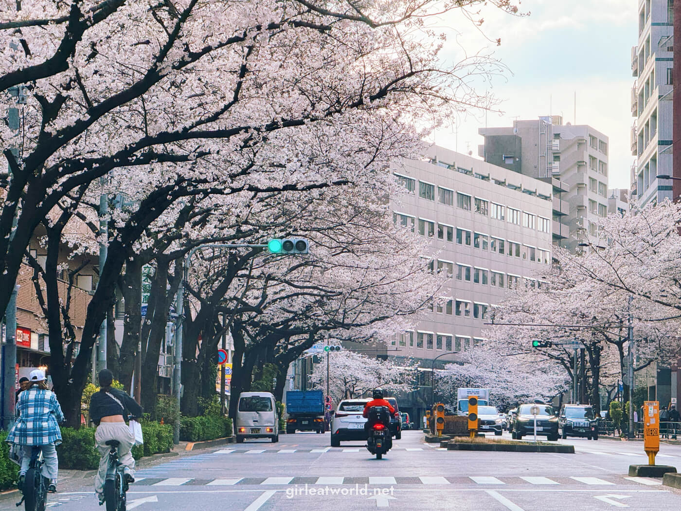 Sakura trees along Meiji-dori