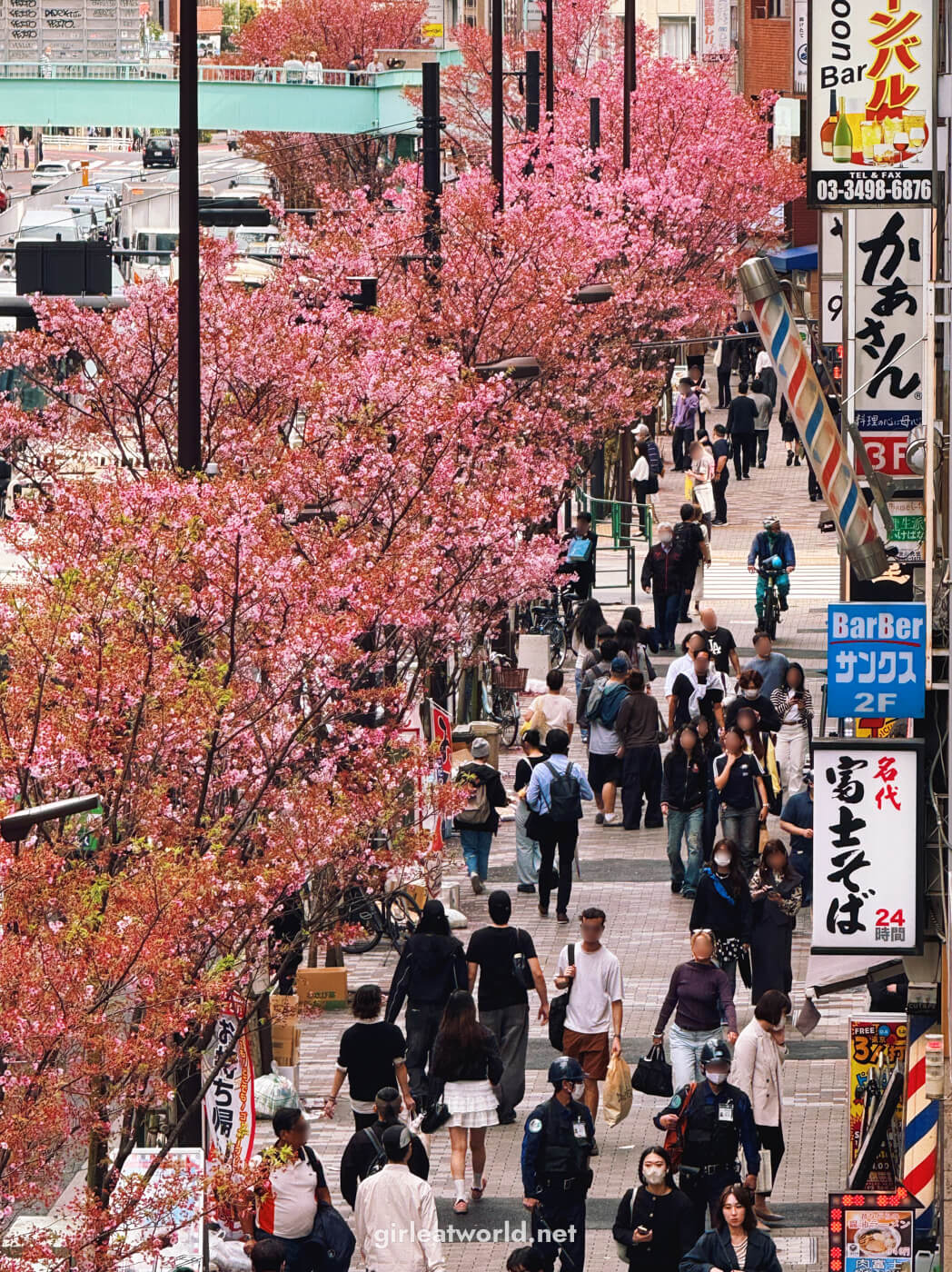 Sakura in Meiji-dori