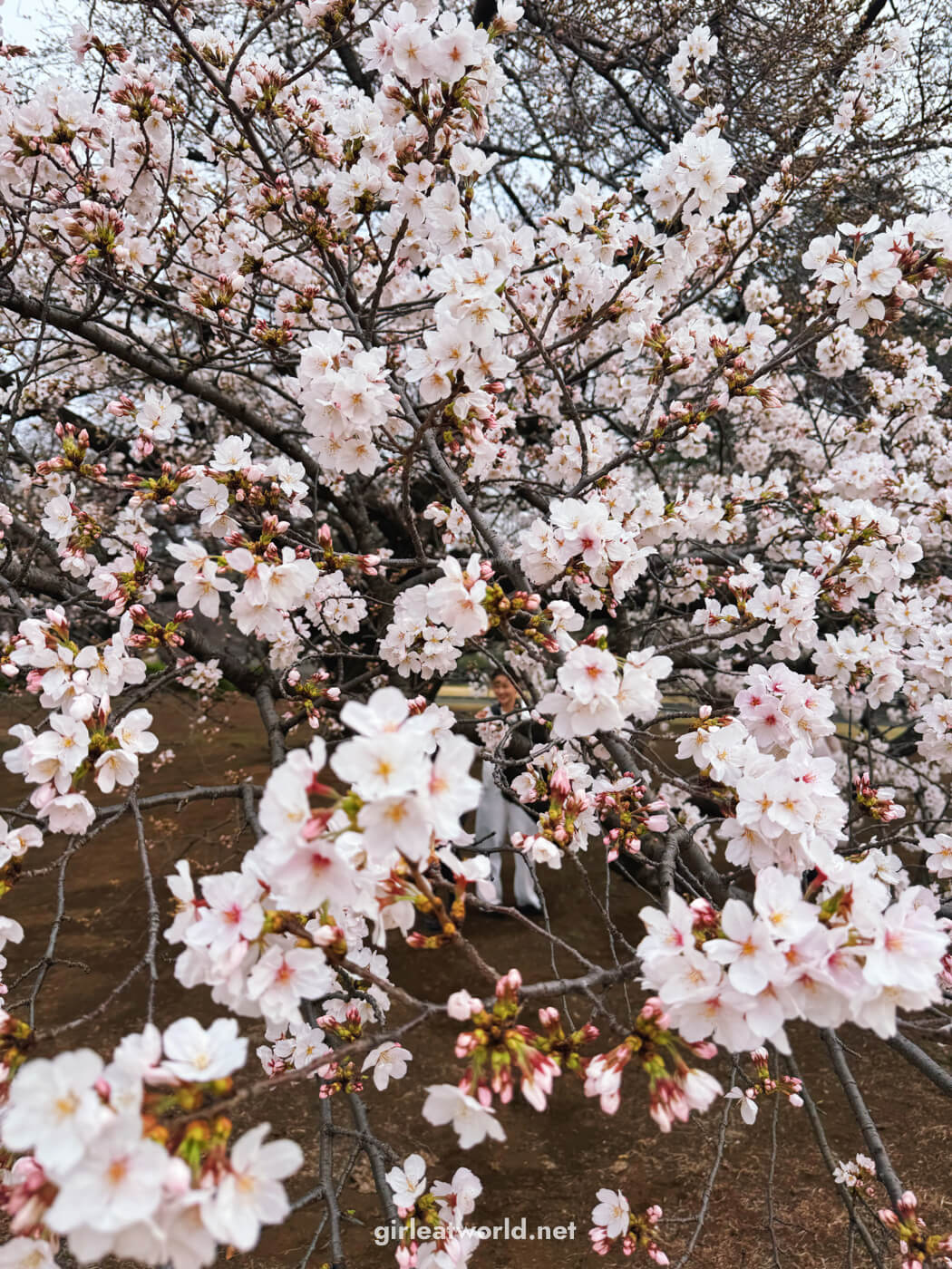 Shinjuku Gyoen during Sakura Season