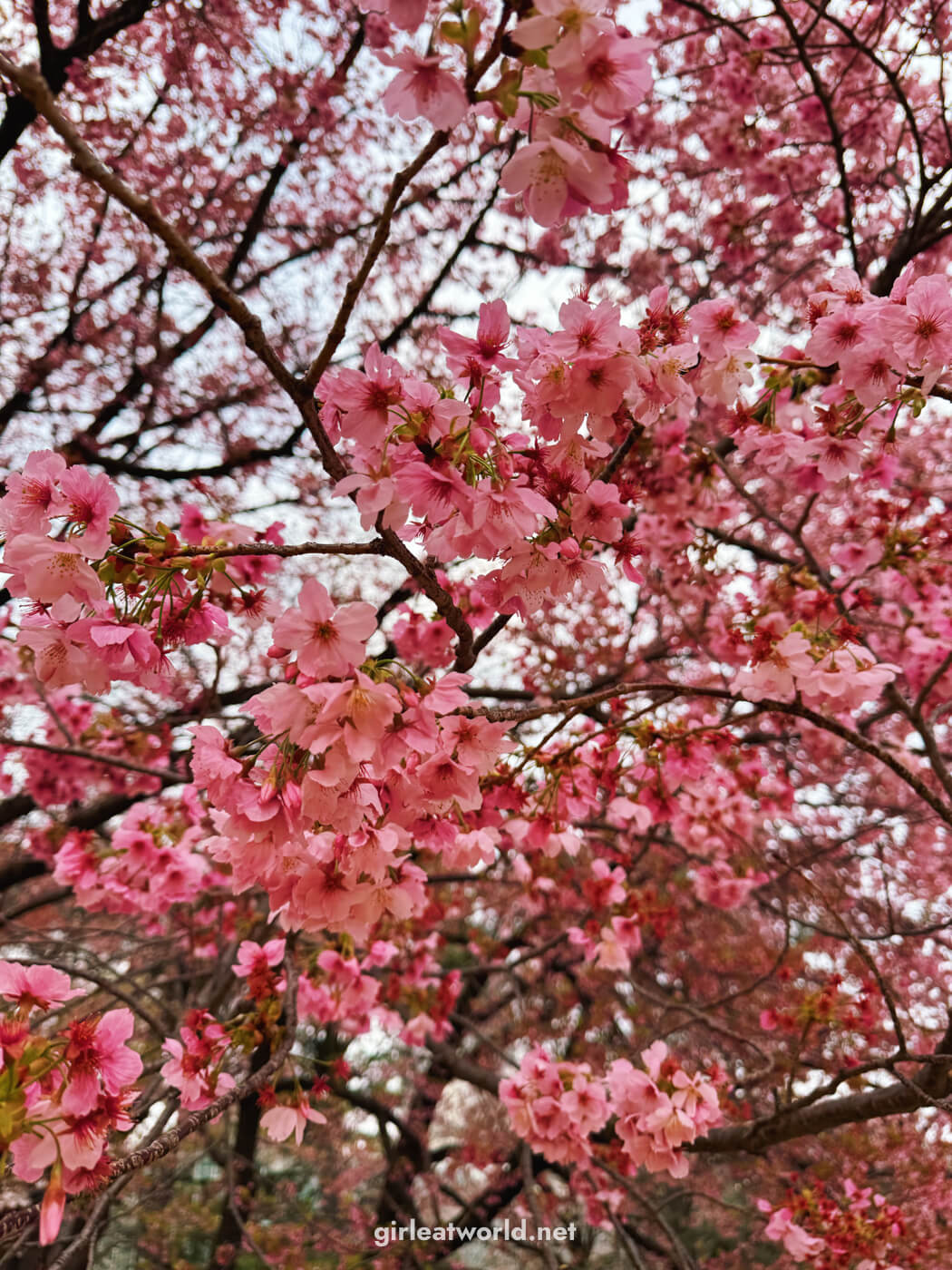 Shinjuku Gyoen during Sakura Season