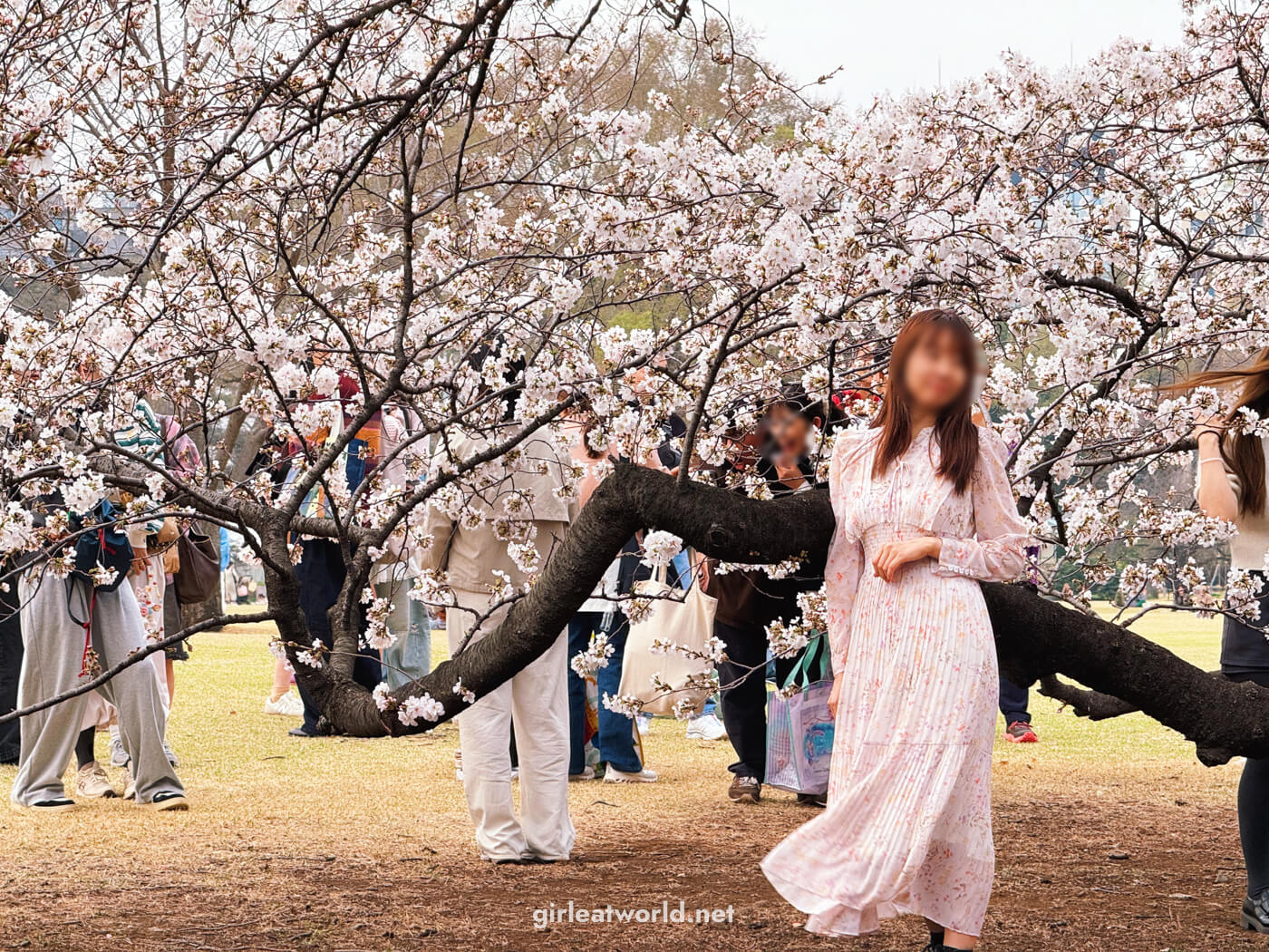 Shinjuku Gyoen during Sakura Season
