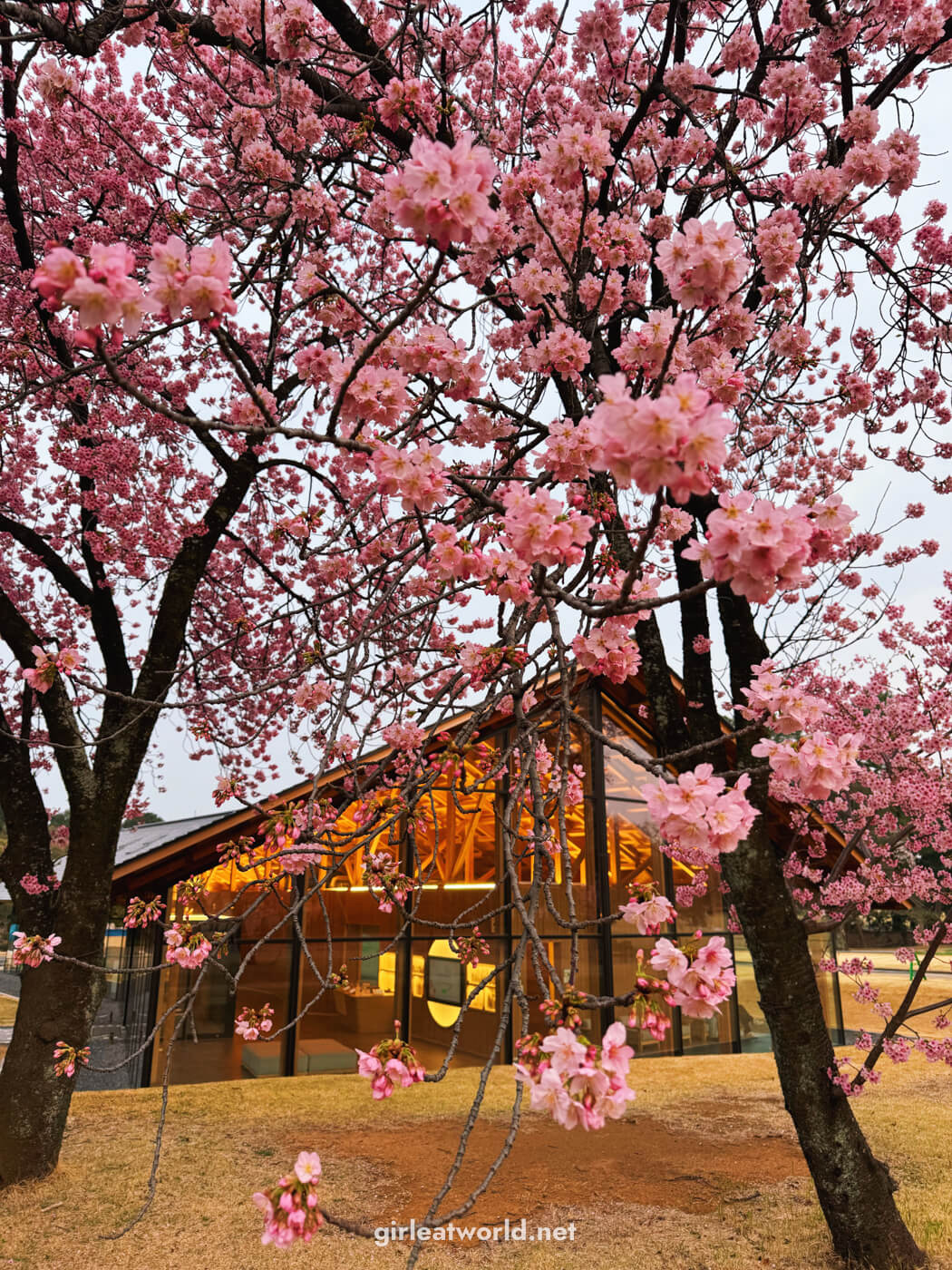 Shinjuku Gyoen during Sakura Season