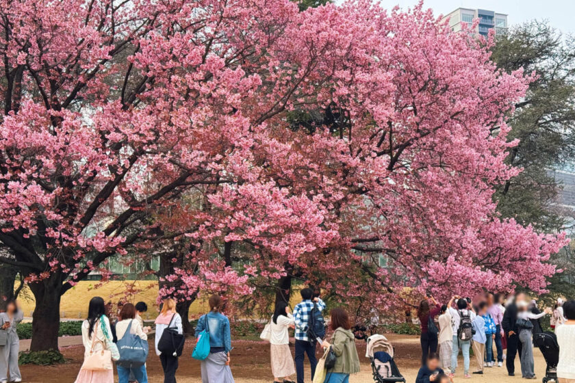 Shinjuku Gyoen during Sakura Season