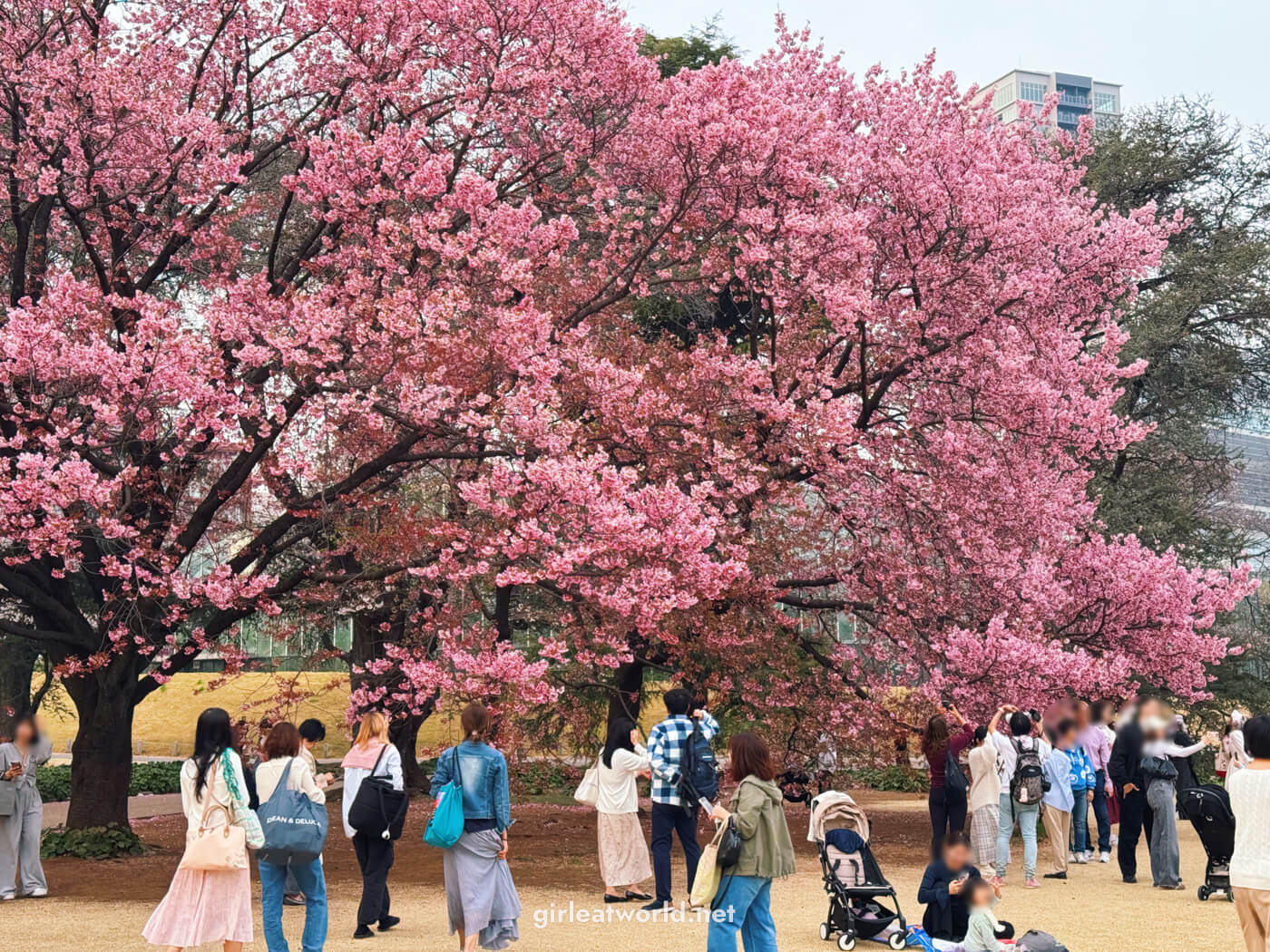 Shinjuku Gyoen during Sakura Season