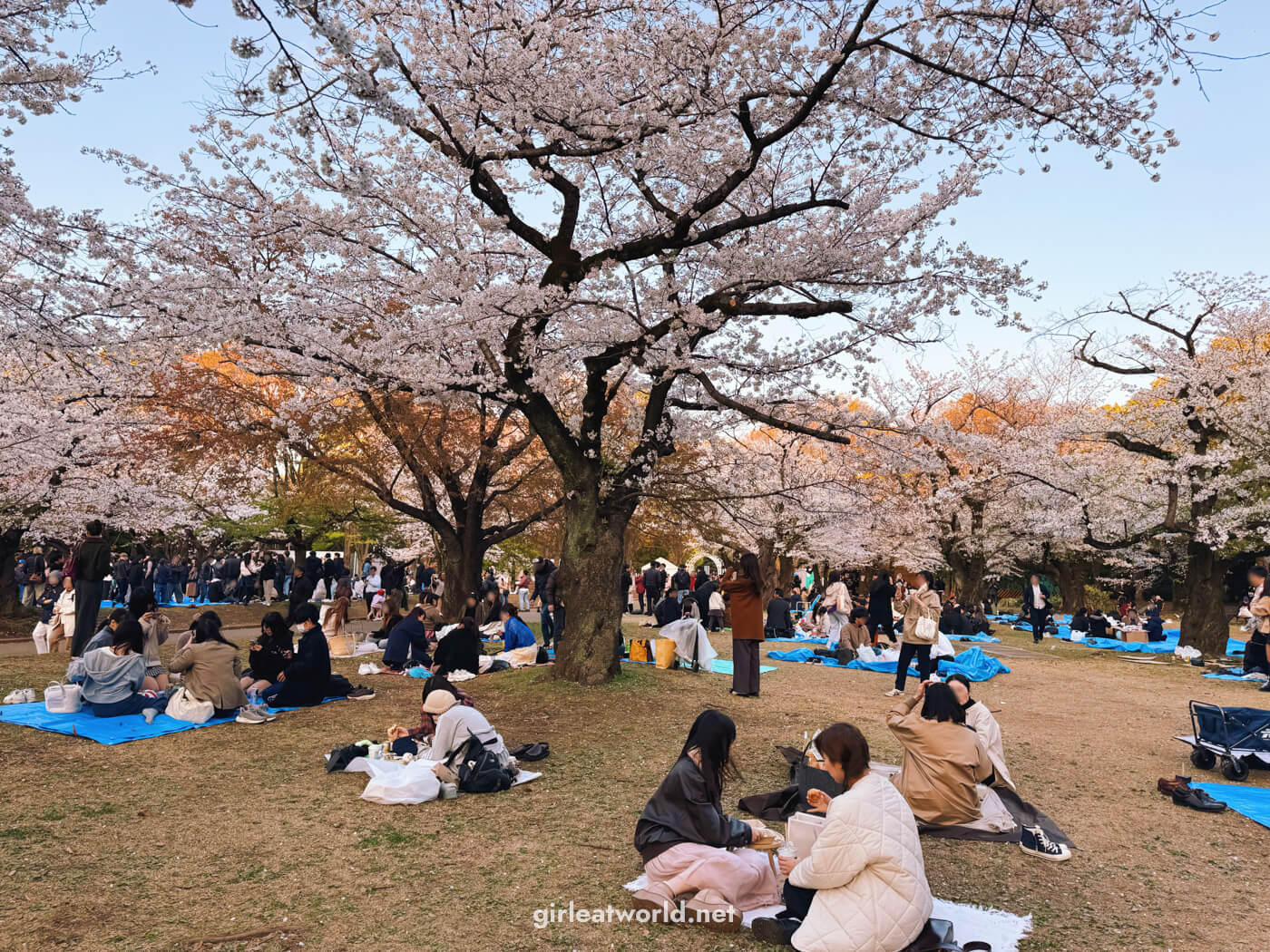 Hanami at Yoyogi Park during Sakura Season