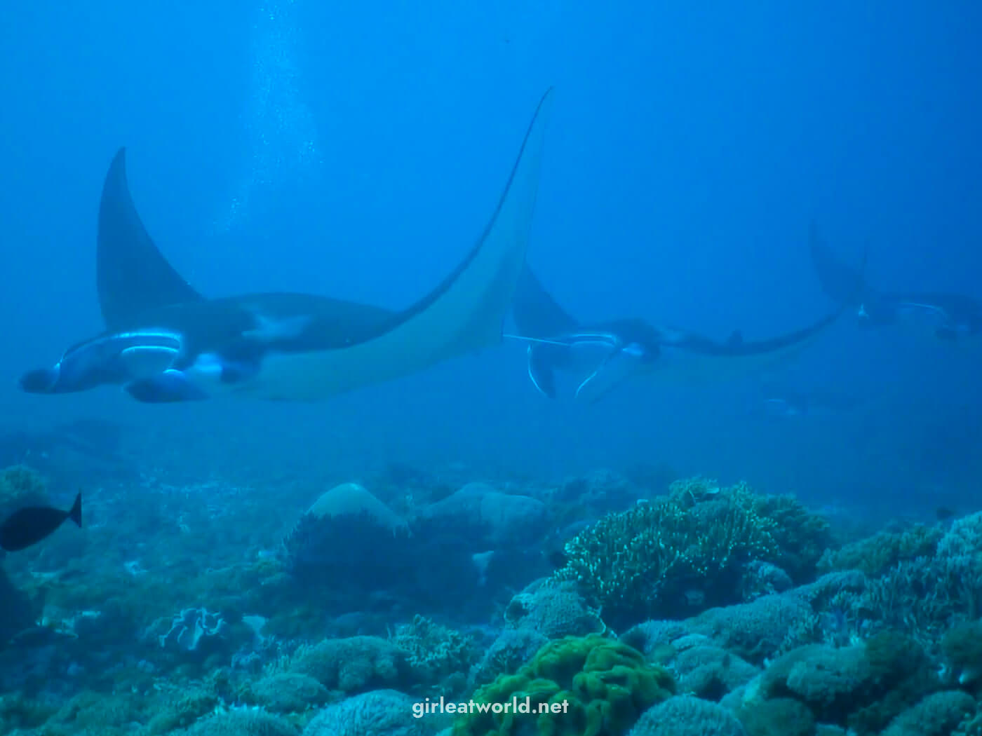 Mantas at Komodo National Park