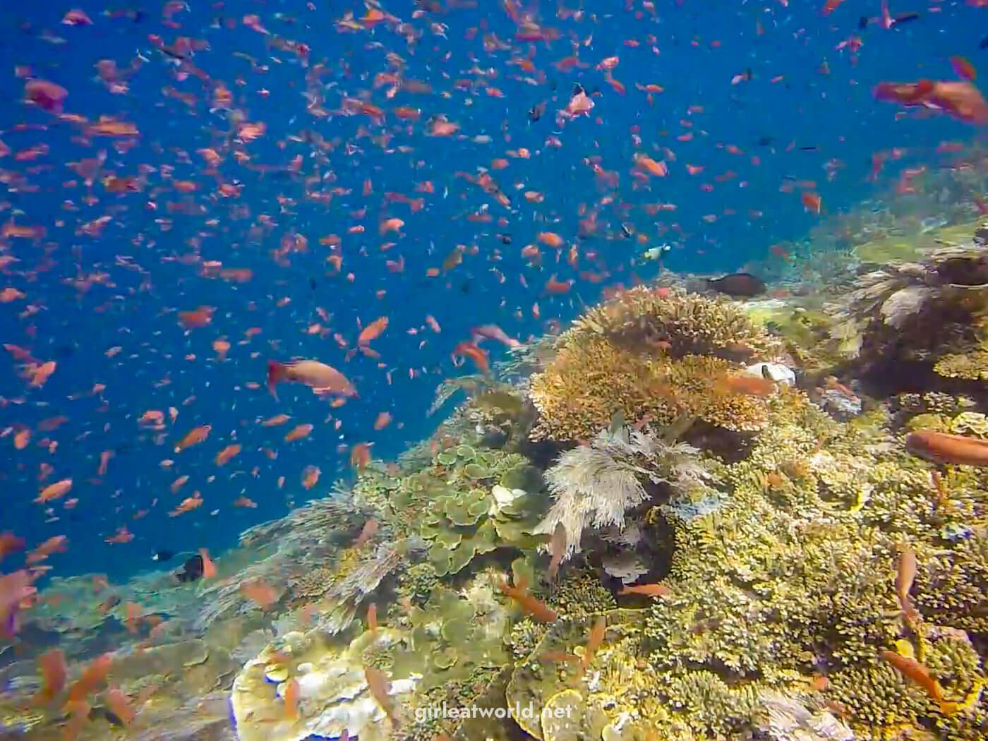 Komodo National Park