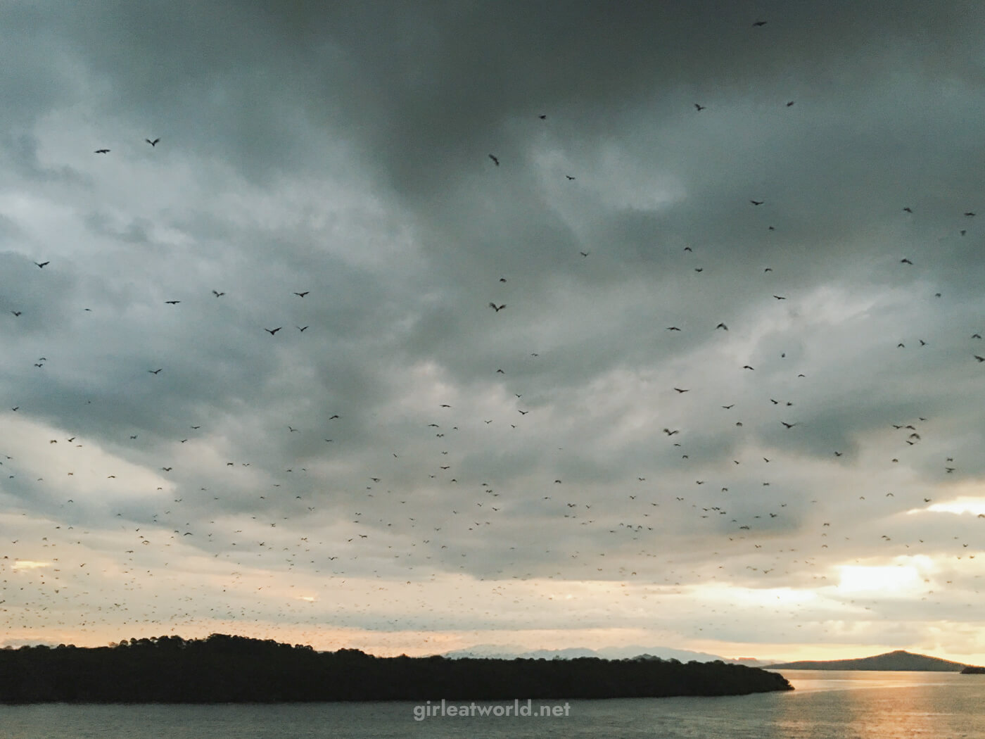 Kalong (Flying foxes) at Komodo National Park