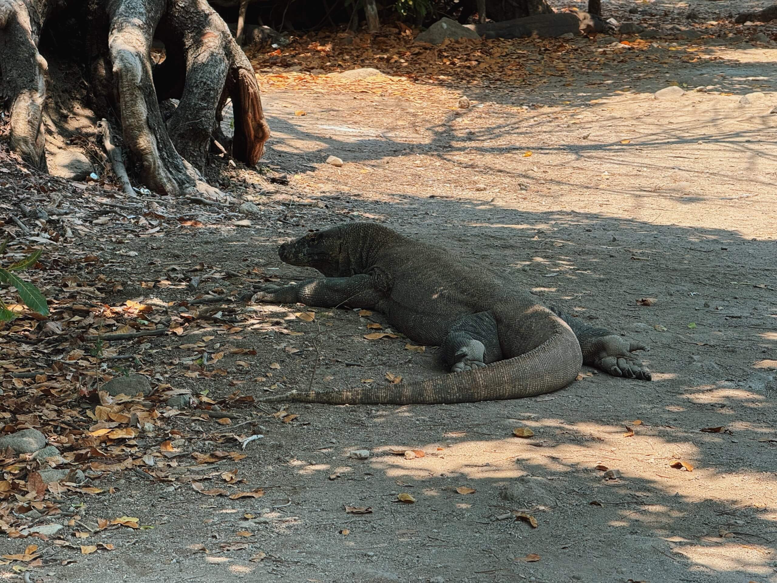 Komodo Dragons at Komodo National Park