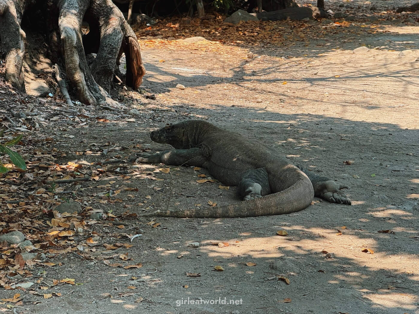 Komodo Dragons at Komodo National Park