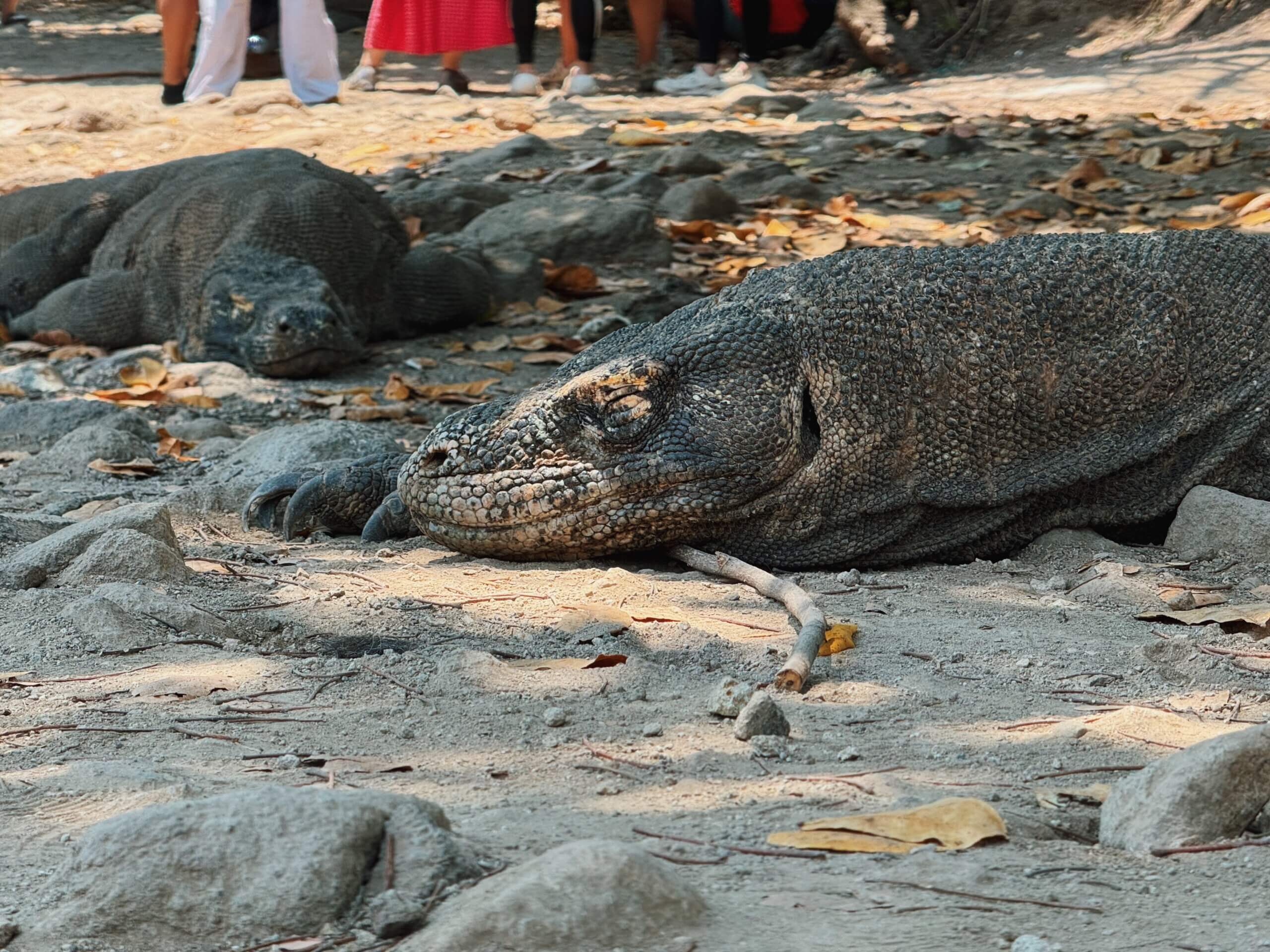 Komodo Dragons at Komodo National Park