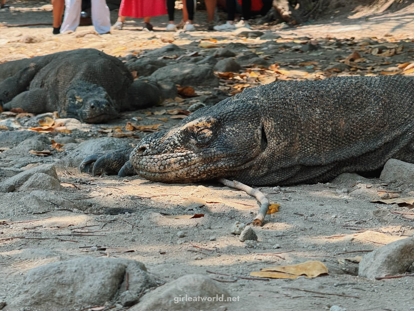 Komodo Dragons at Komodo National Park
